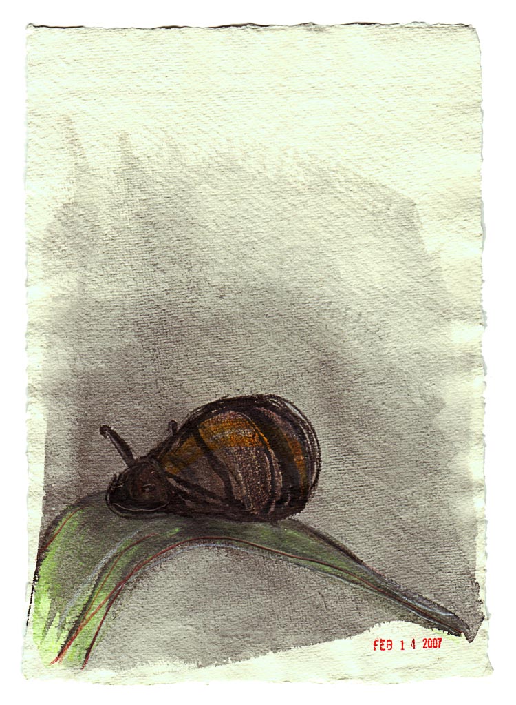 Amber Snail