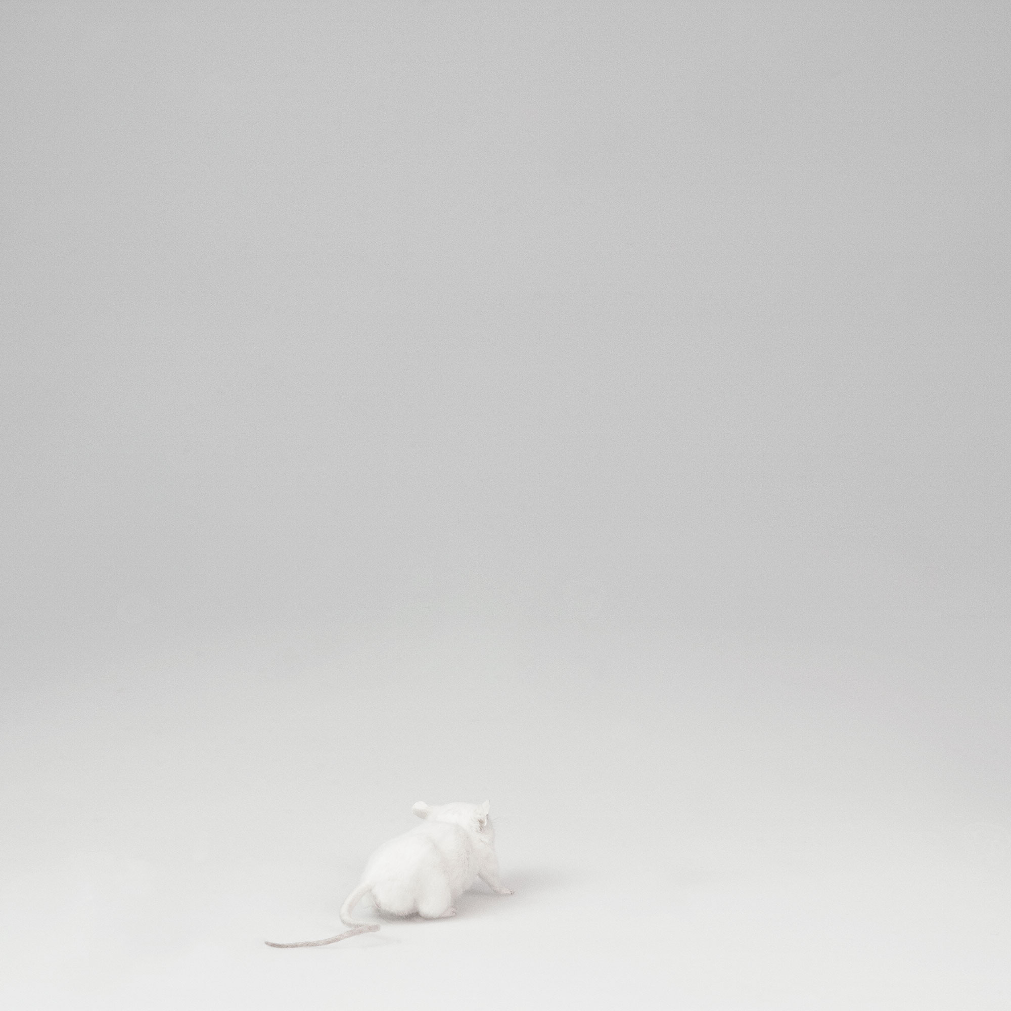 To a Mouse, 2010