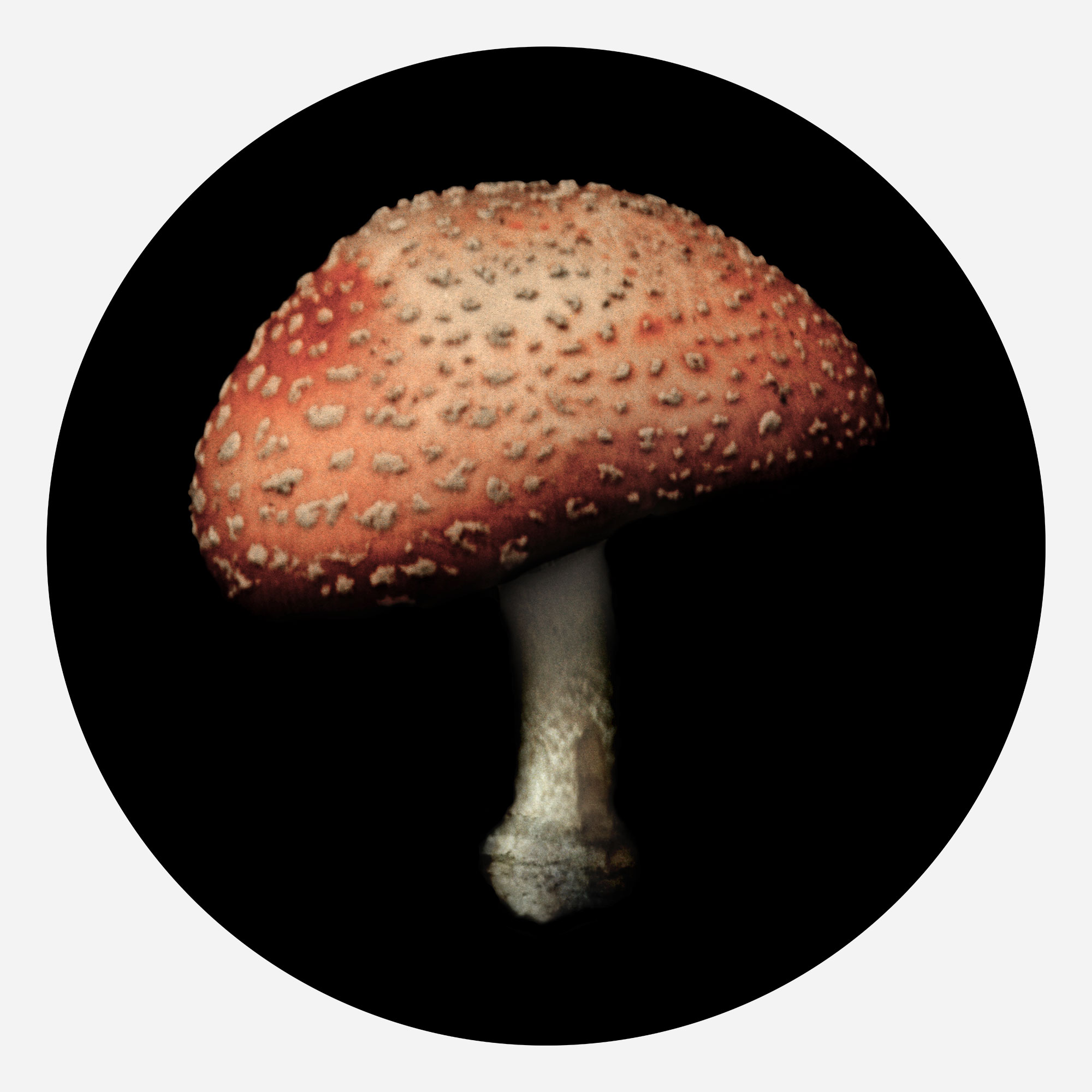 A. muscaria, 2012