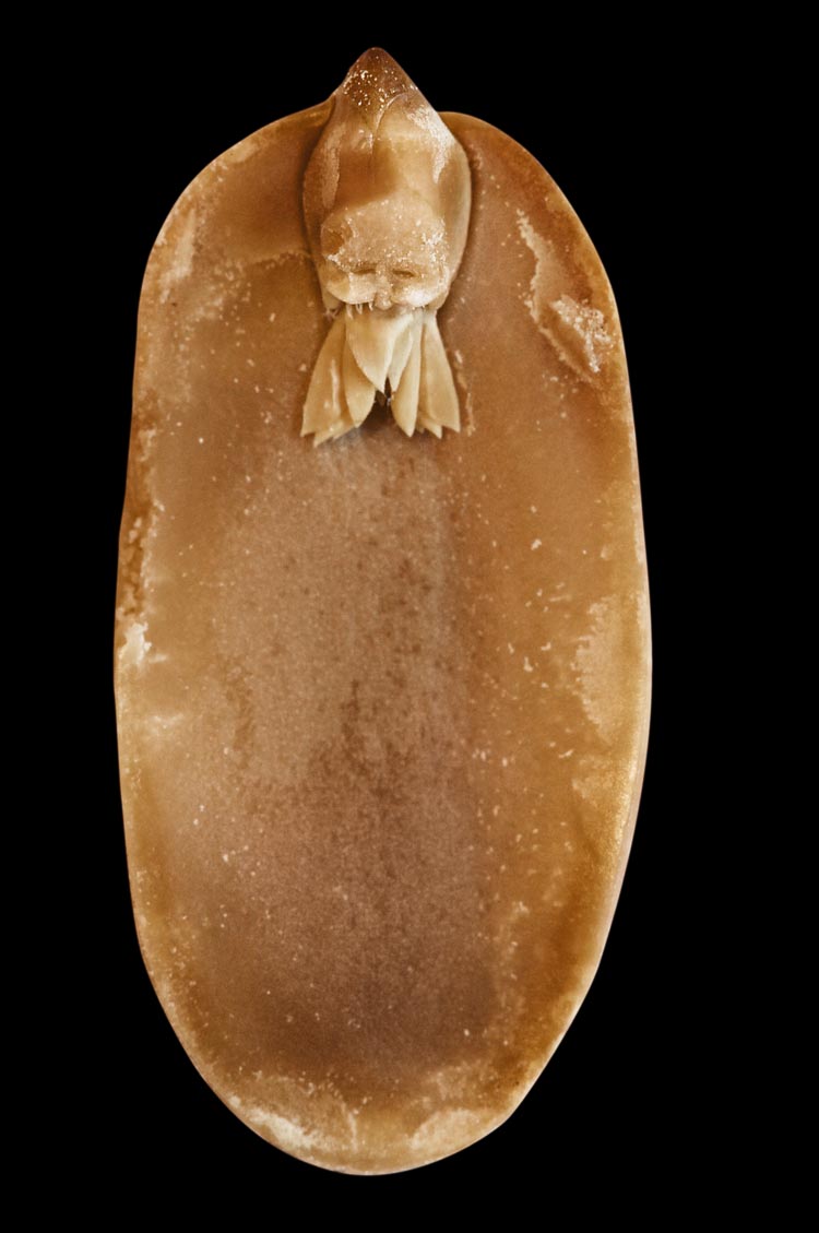 A. hypogaea albus (peanut elf), fig. 10, 2008