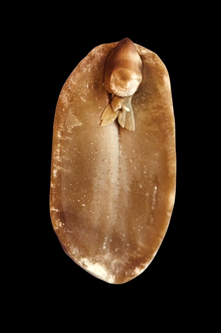 A. hypogaea albus (peanut elf), fig. 11, 2008