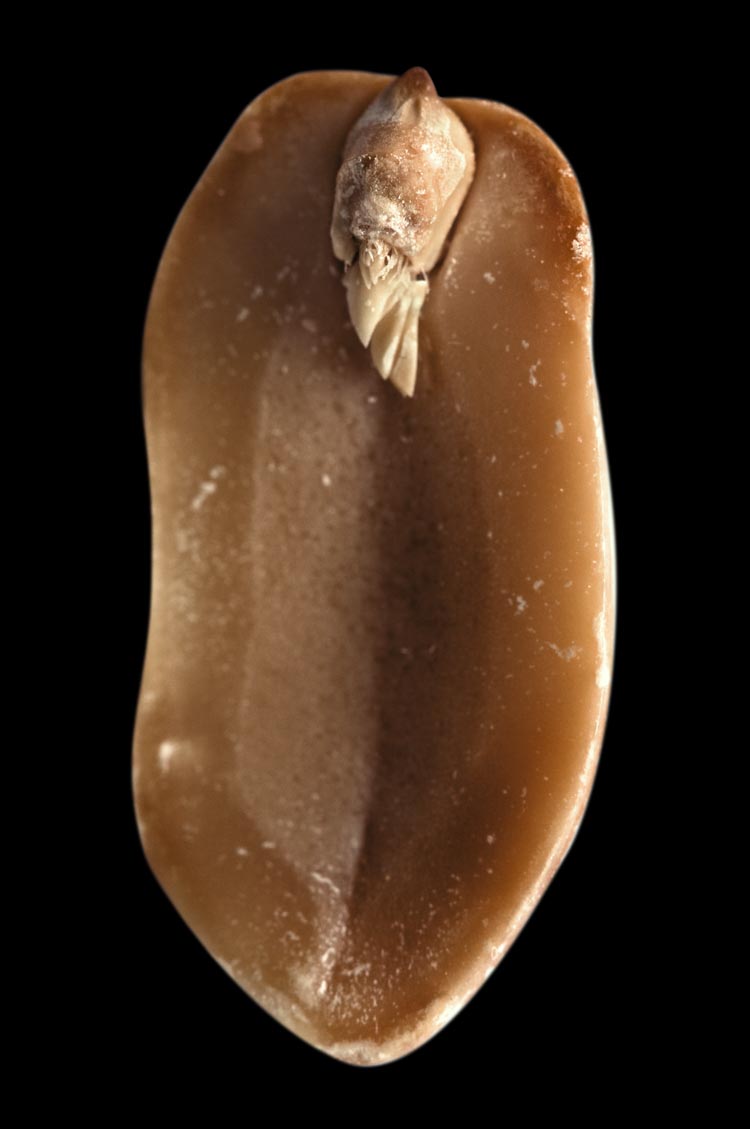 A. hypogaea albus (peanut elf), fig. 12, 2008