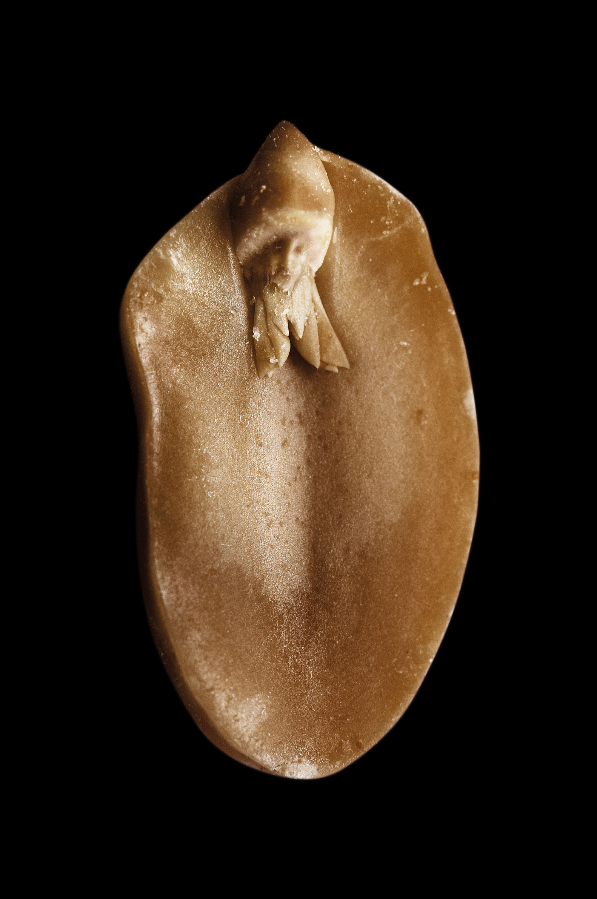 A. hypogaea albus (peanut elf), fig. 13, 2008