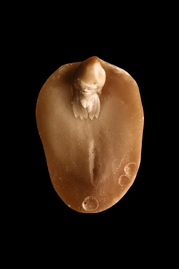 A. hypogaea albus (peanut elf), fig. 14, 2008