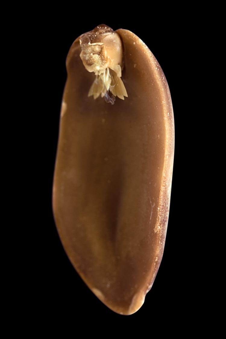 A. hypogaea albus (peanut elf), fig. 15, 2008