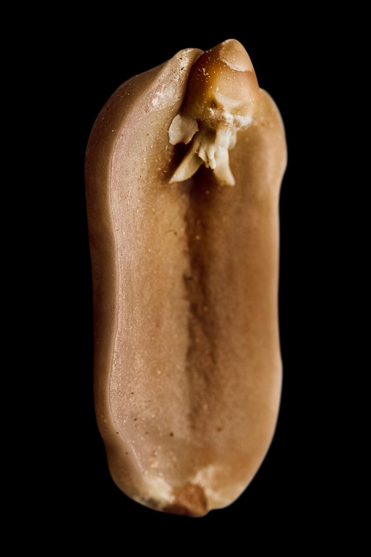 A. hypogaea albus (peanut elf), fig. 16, 2008