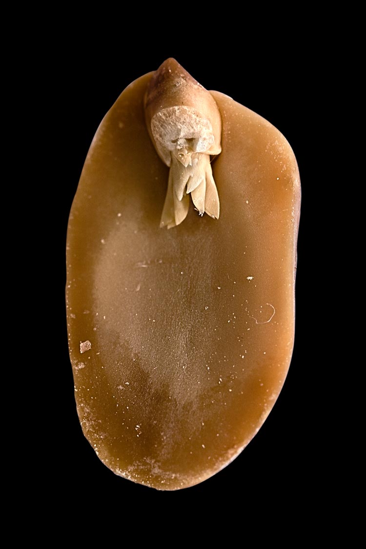 A. hypogaea albus (peanut elf), fig. 17, 2008