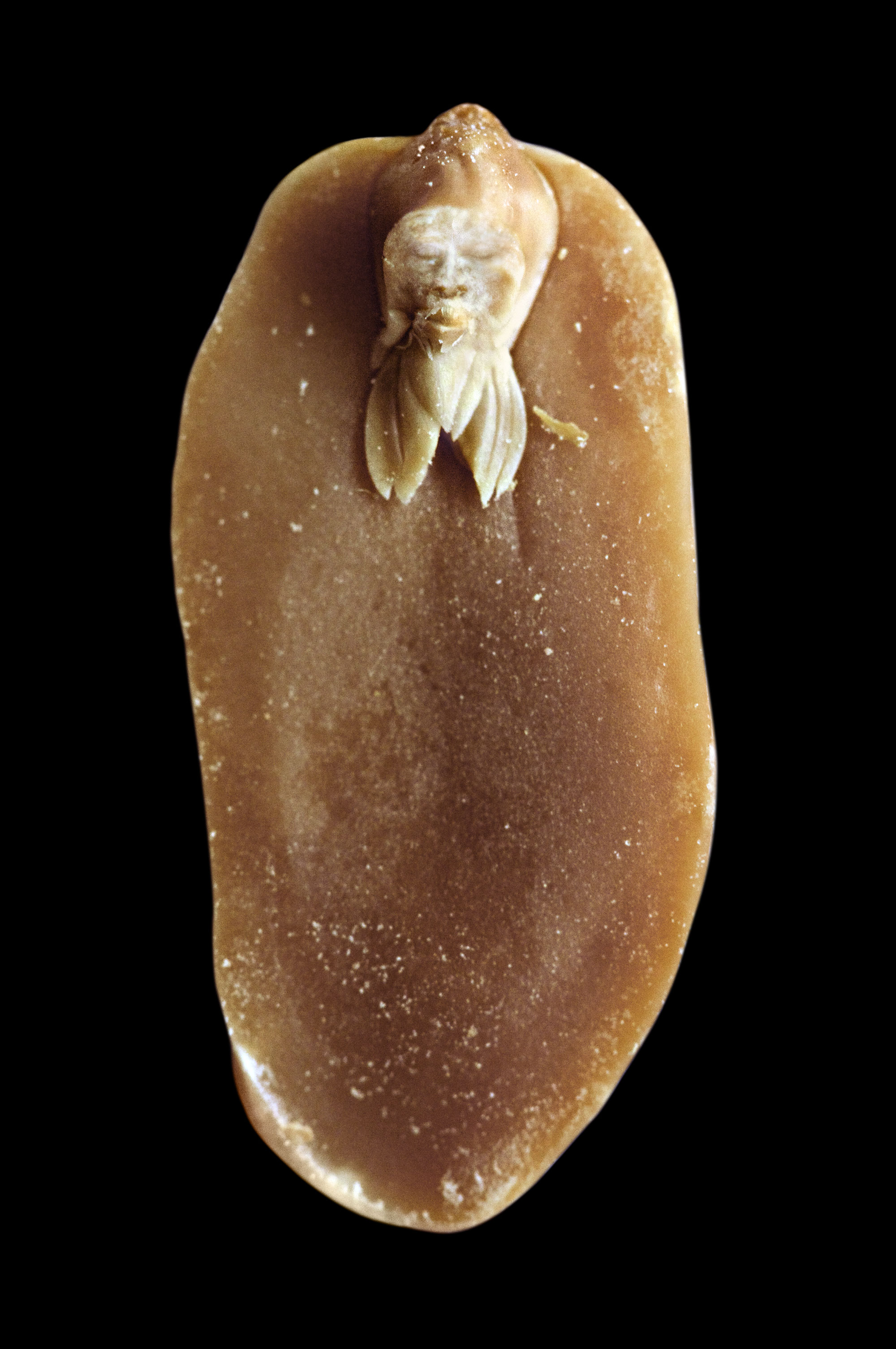 A. hypogaea albus (peanut elf), fig. 18, 2008
