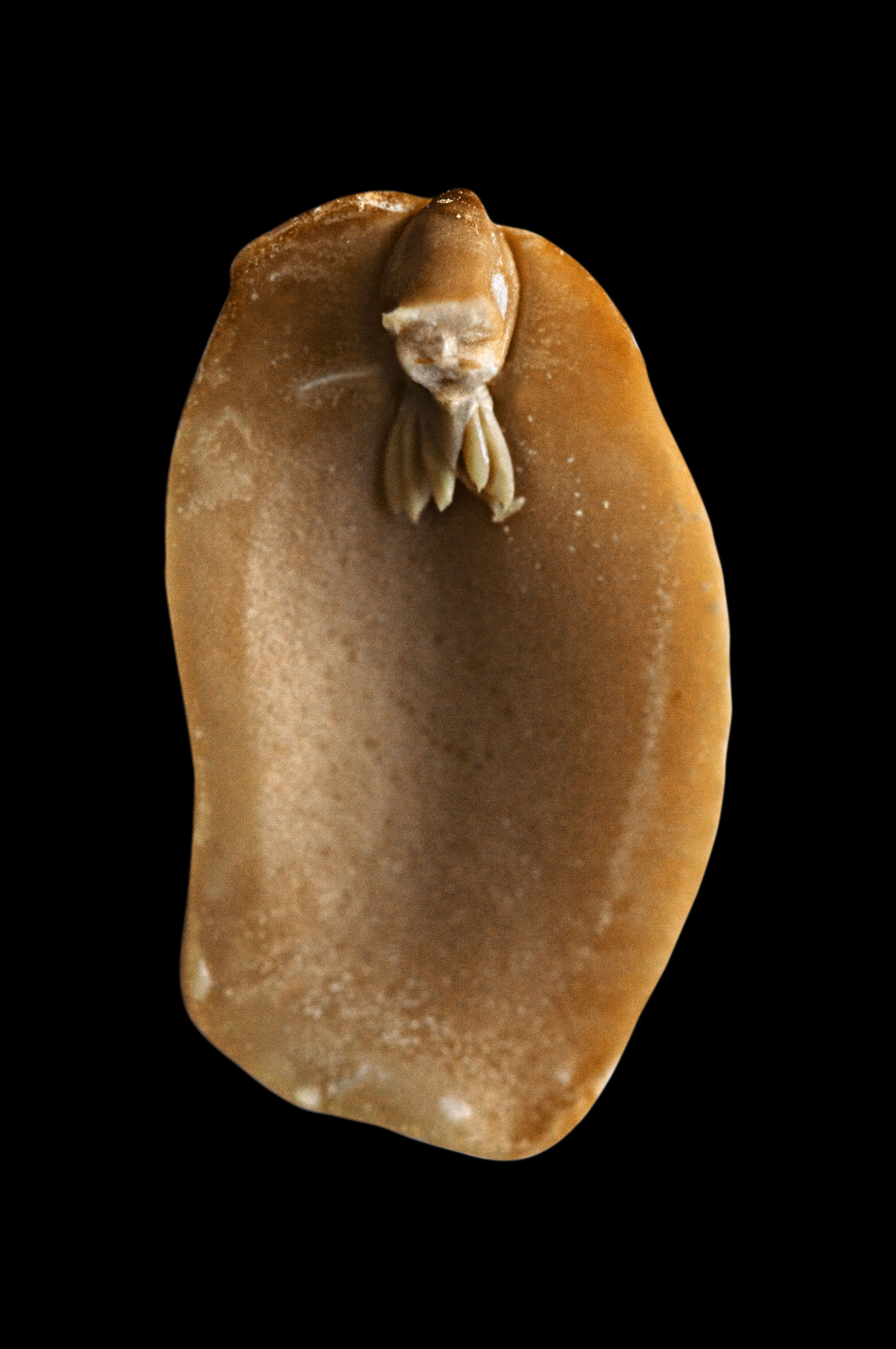 A. hypogaea albus (peanut elf), fig. 19, 2008