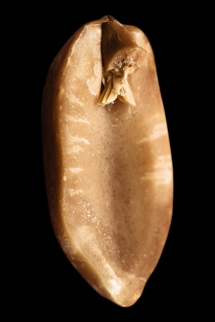 A. hypogaea albus, fig. 1