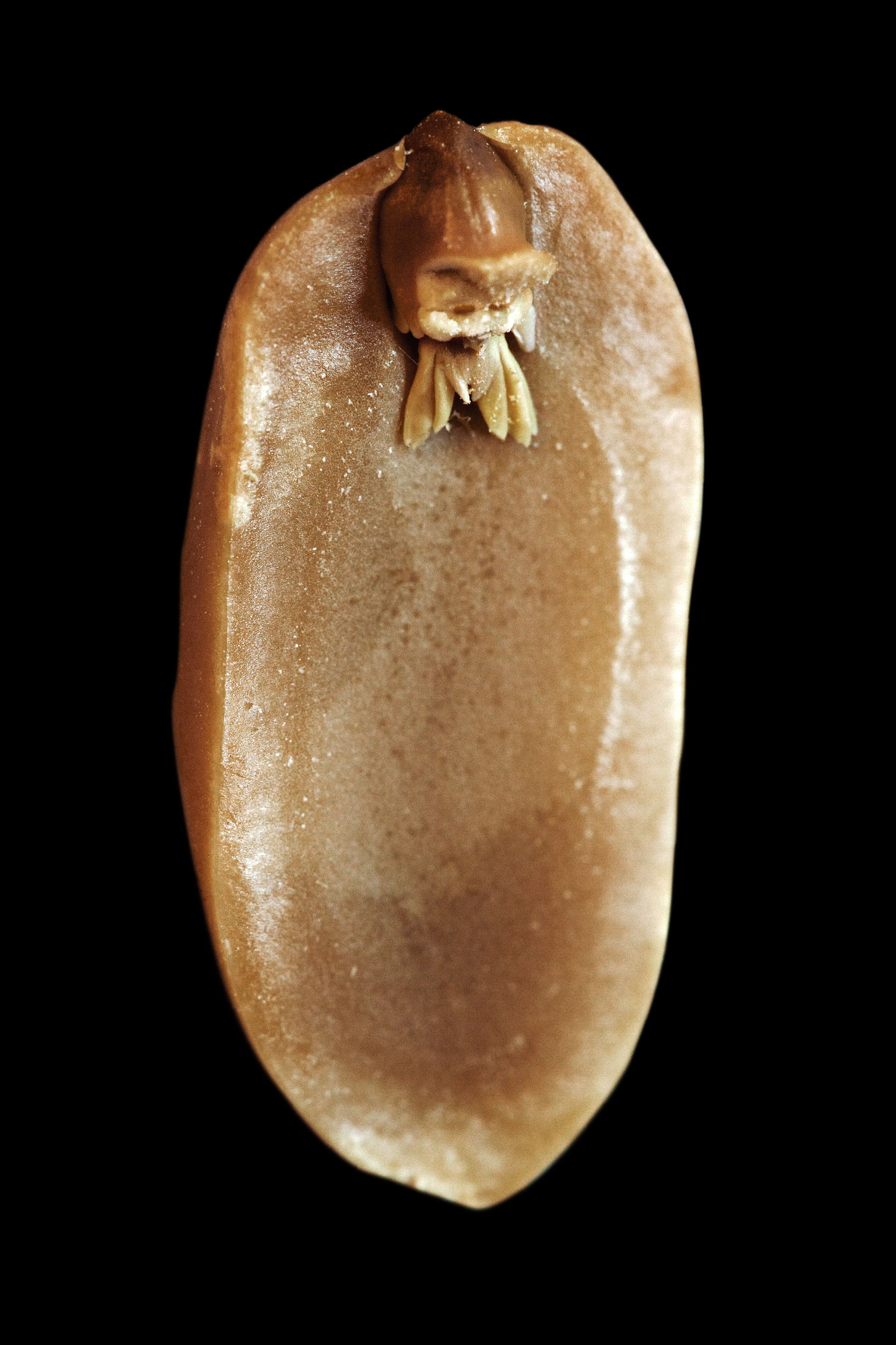 A. hypogaea albus (peanut elf), fig. 3, 2008