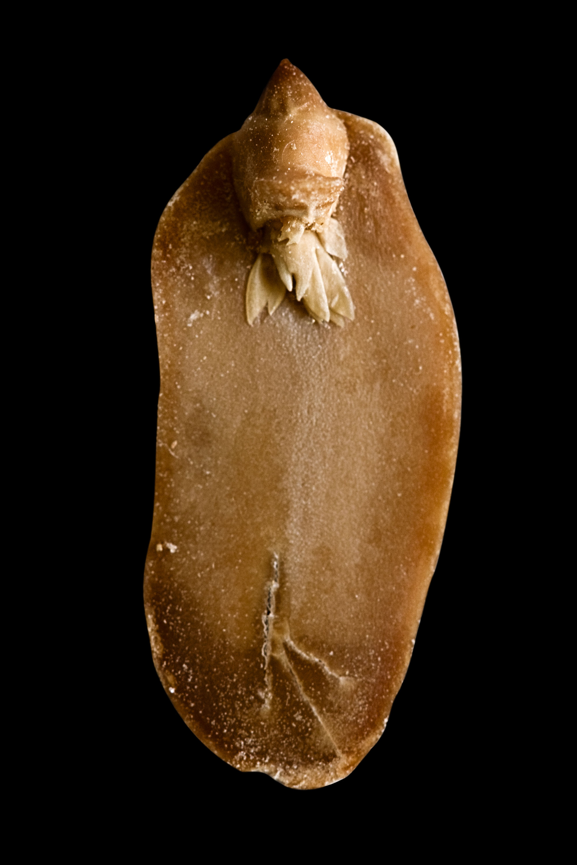 A. hypogaea albus (peanut elf), fig. 4, 2008