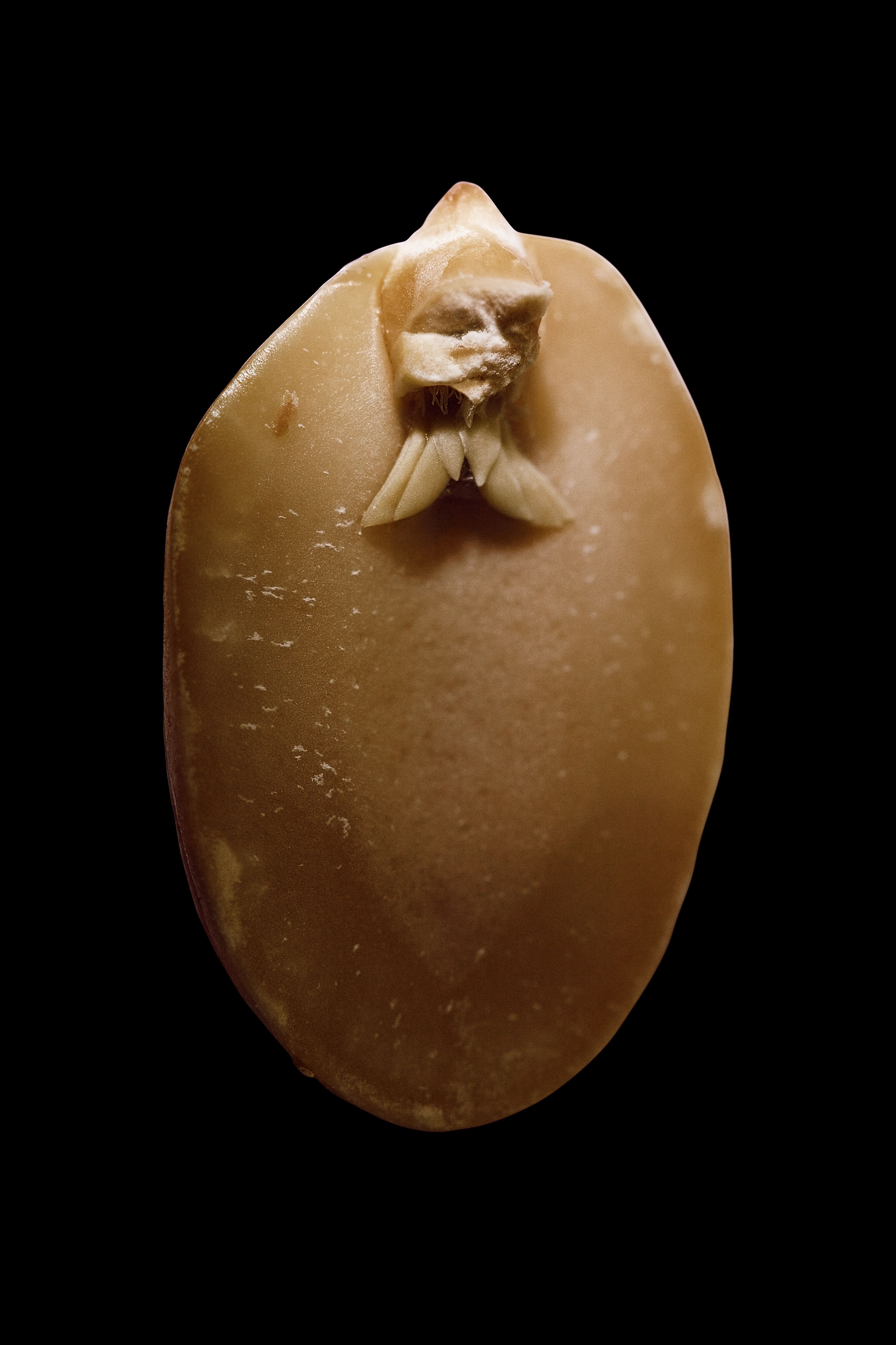 A. hypogaea albus (peanut elf), fig. 5, 2008