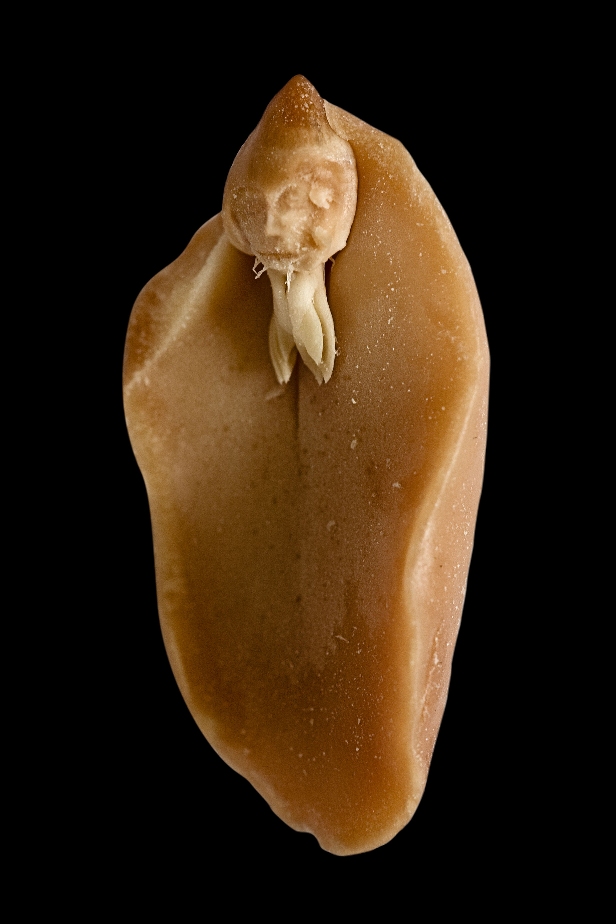 A. hypogaea albus (peanut elf), fig. 6, 2008
