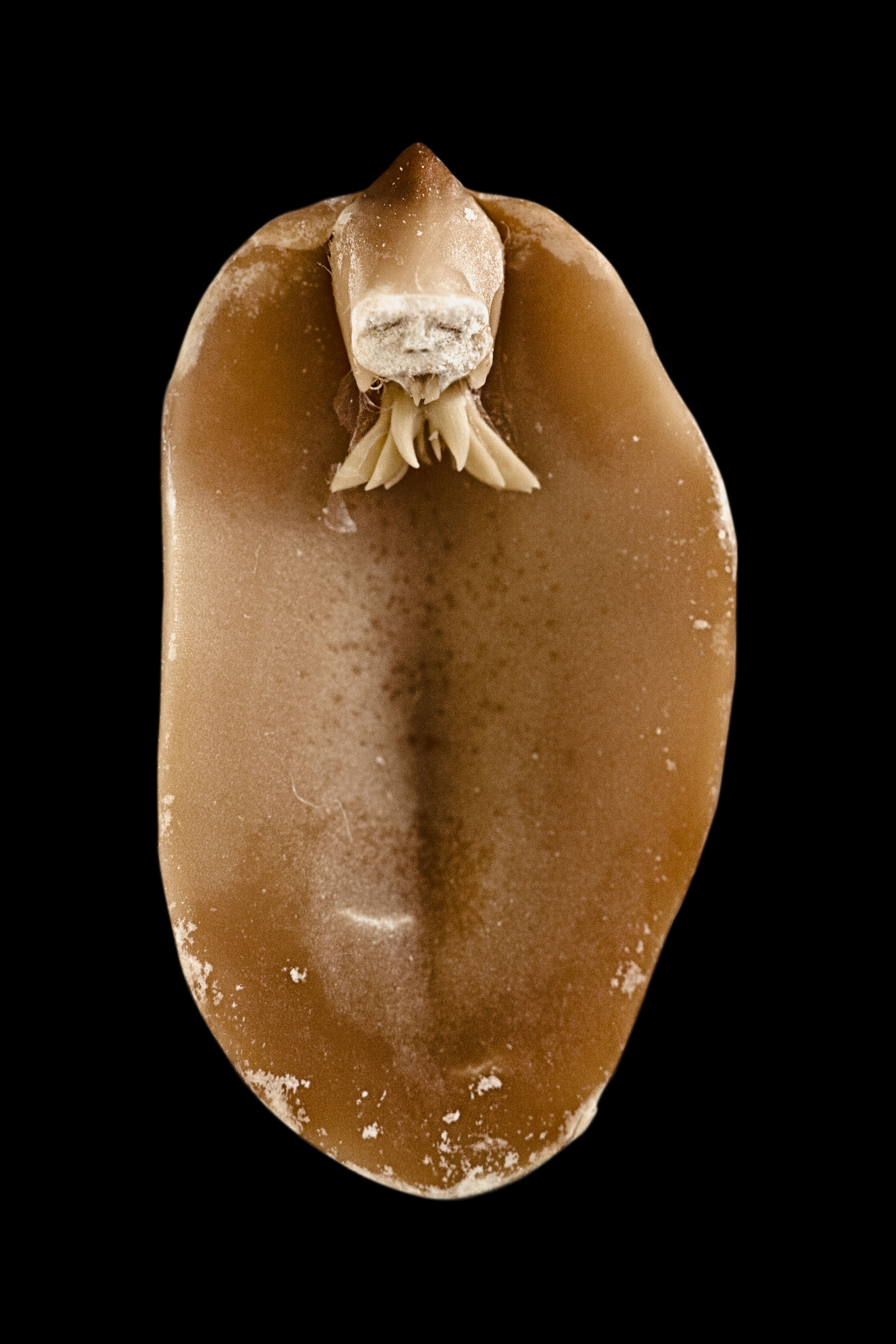 A. hypogaea albus (peanut elf), fig. 7, 2008