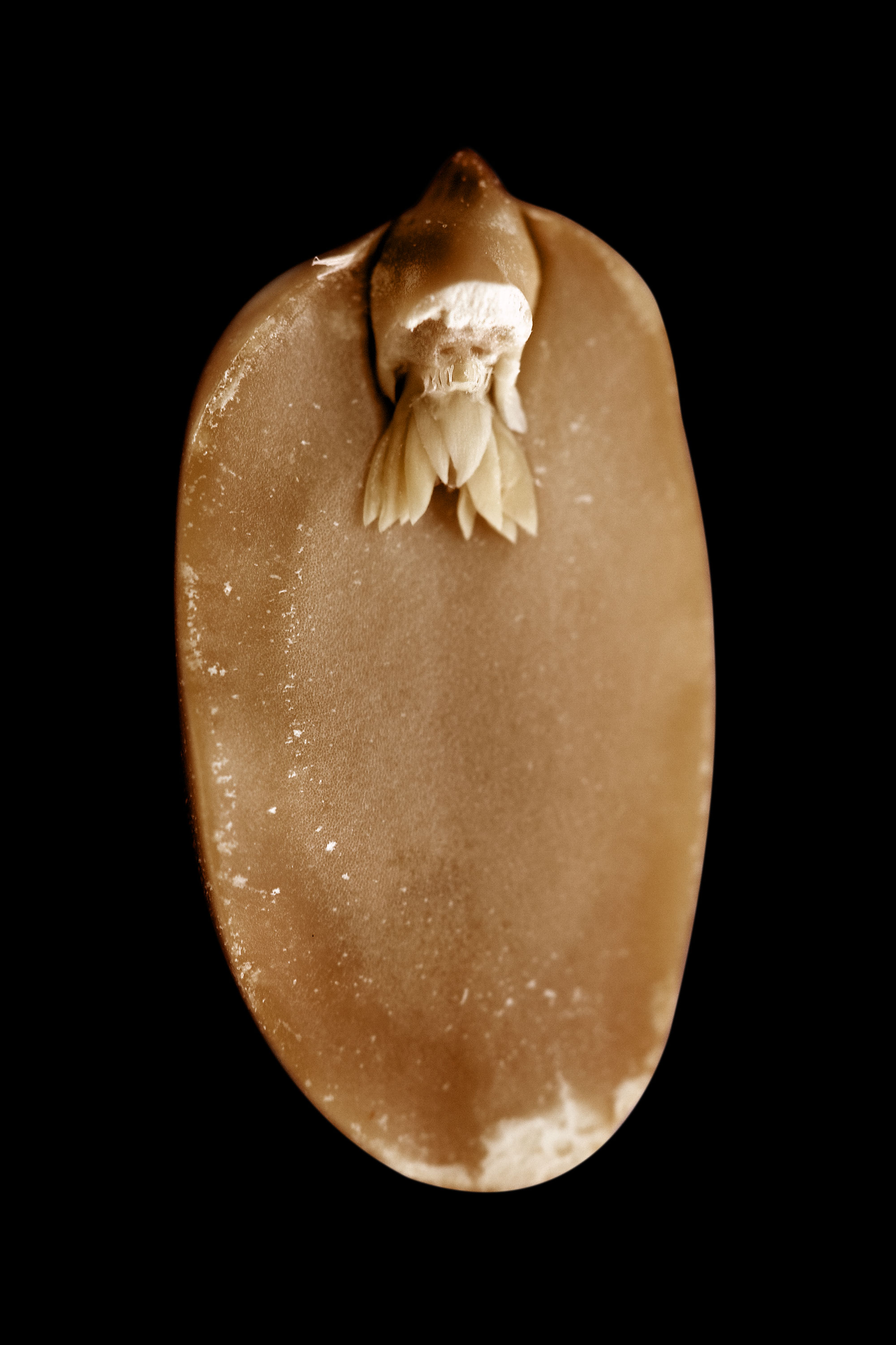 A. hypogaea albus (peanut elf), fig. 8, 2008