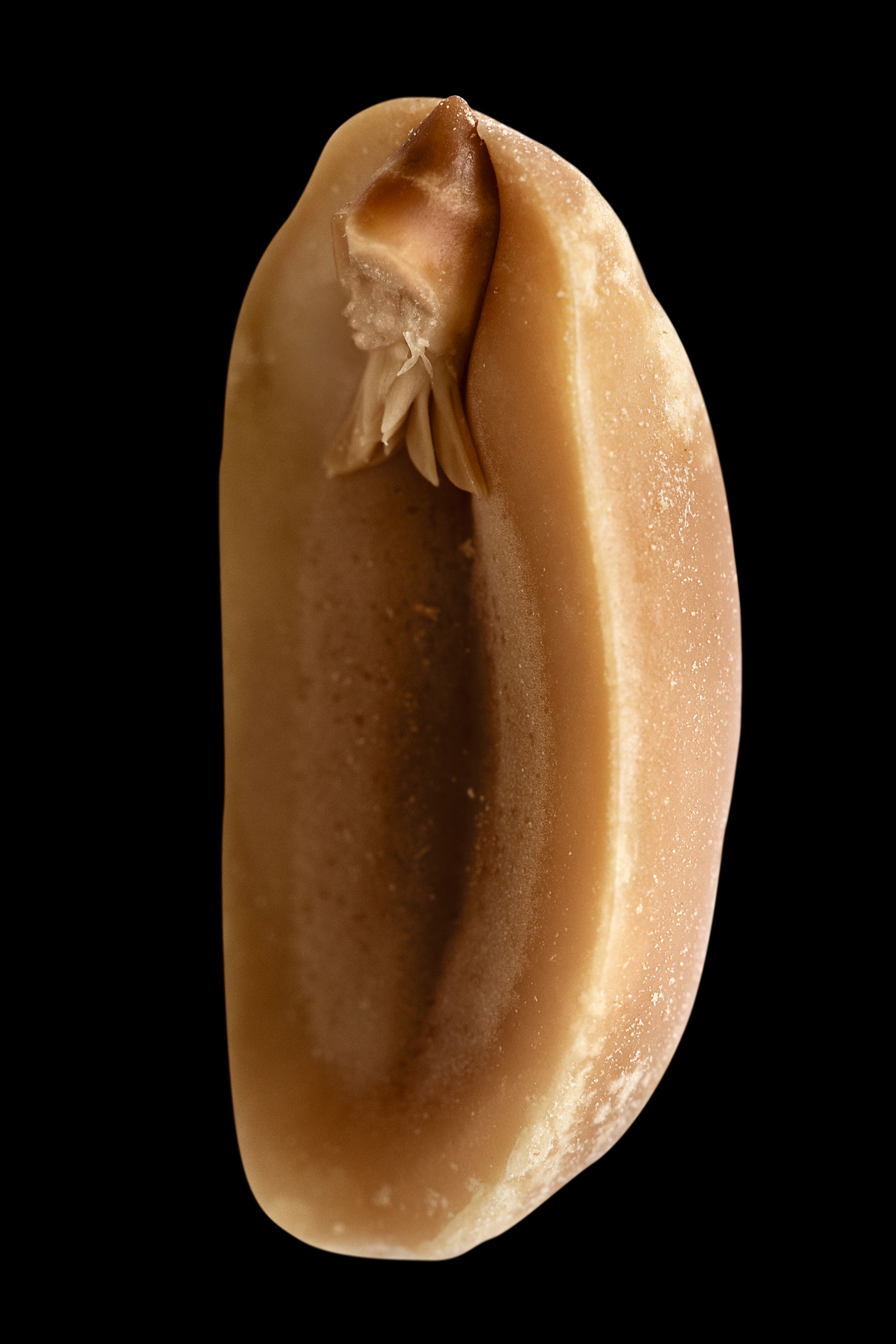 Art, A. hypogaea albus (peanut elf), fig. 9, 2008